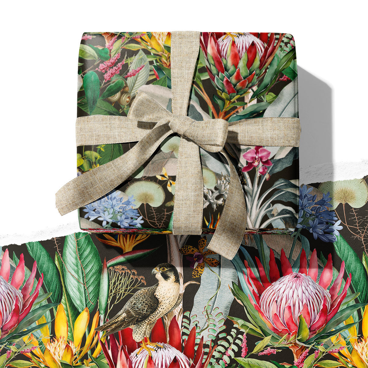 WRAPPING PAPER ~ Protea & the Falcon [5 sheets]
