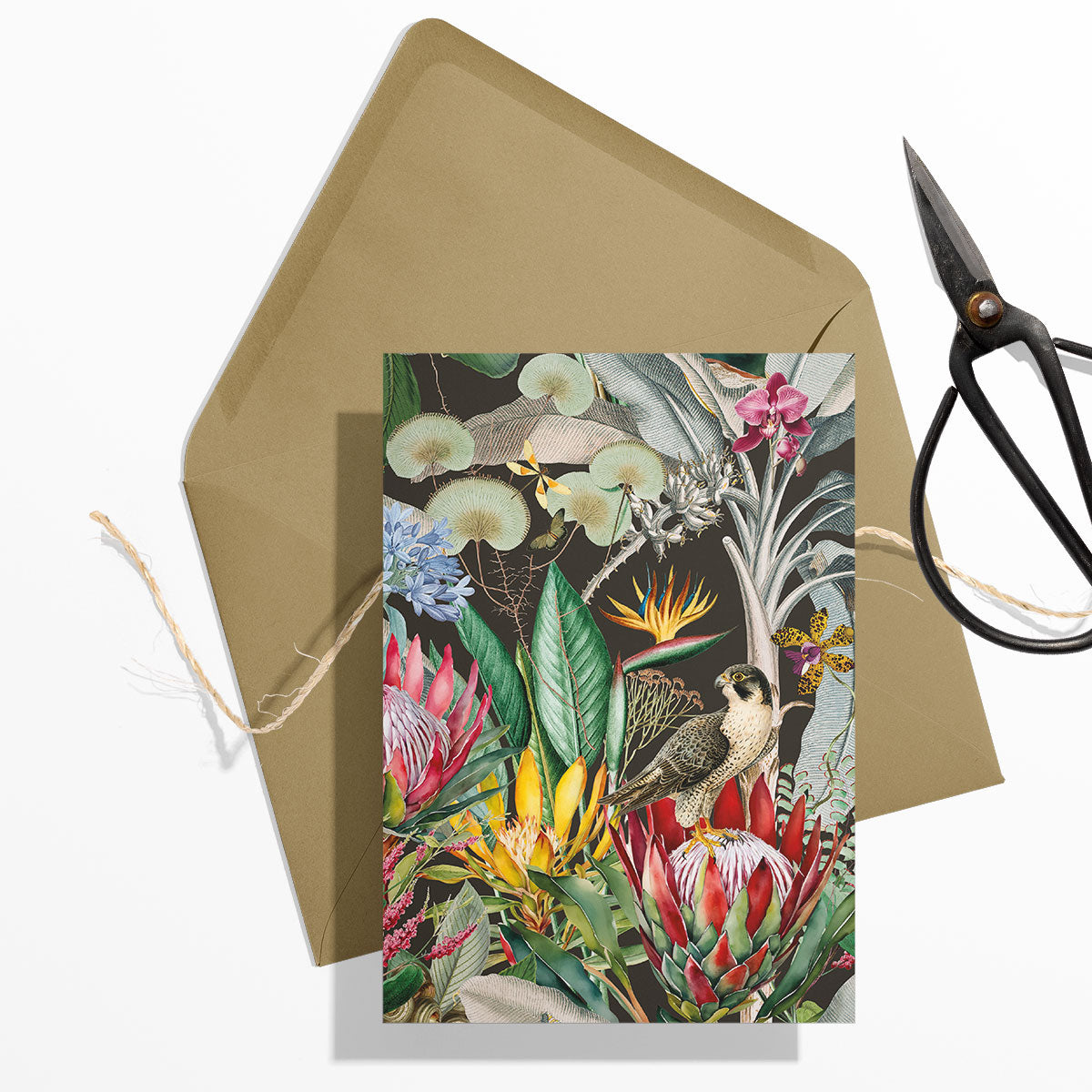 GIFT CARD SET [6] ~ Protea & the Falcon