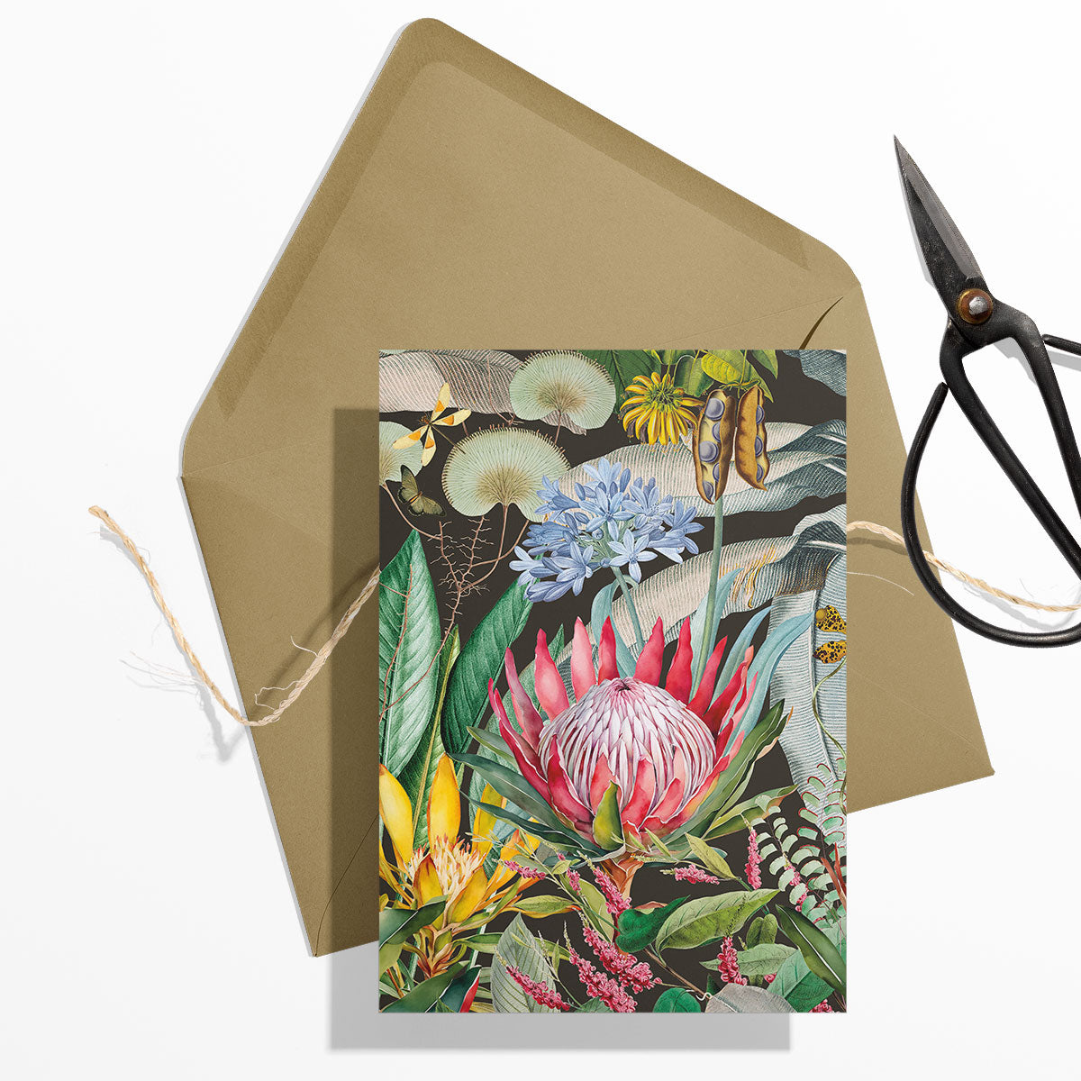 GIFT CARD SET [6] ~ Protea & the Falcon