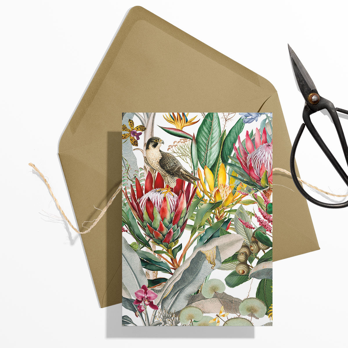 GIFT CARD SET [6] ~ Protea & the Falcon