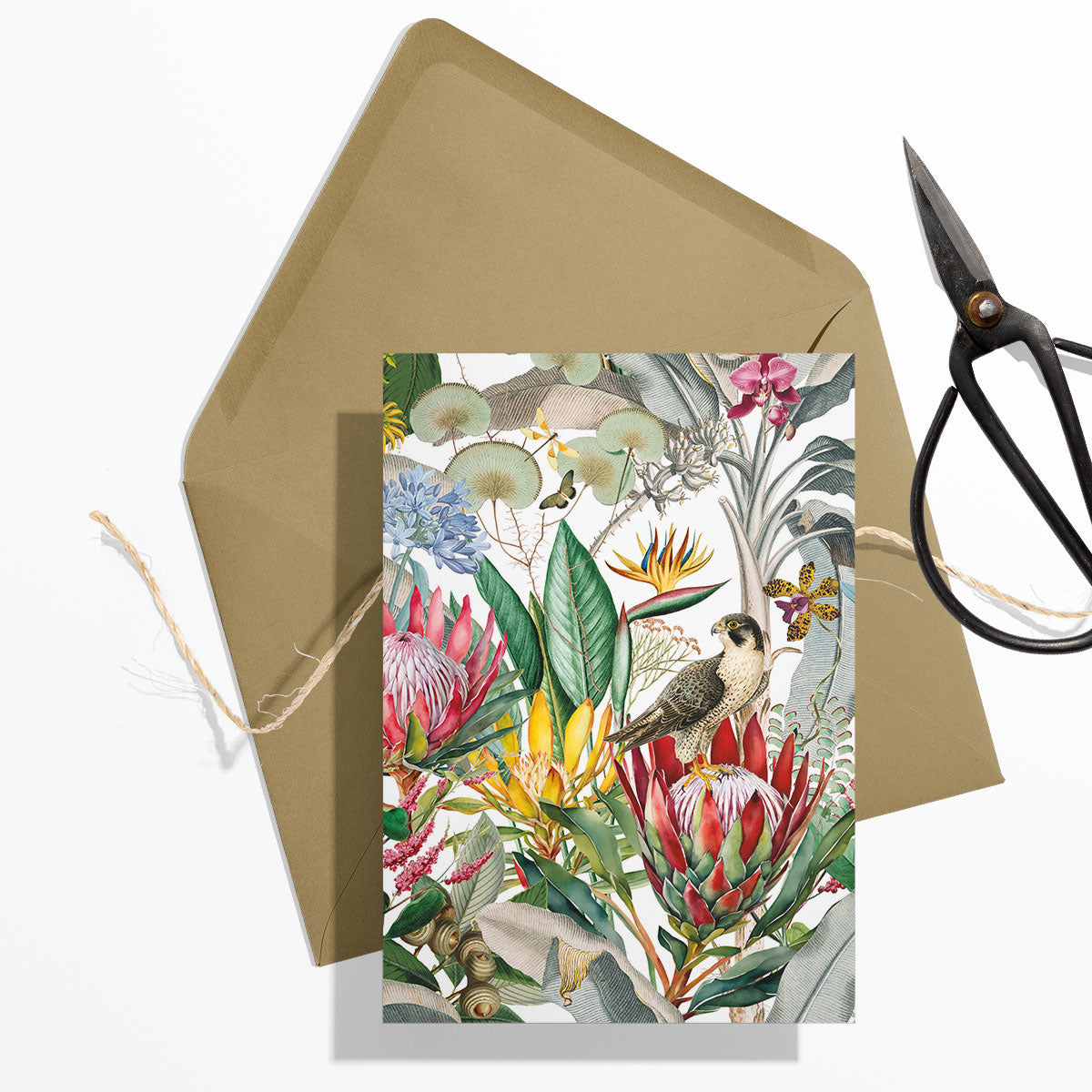 GIFT CARD SET [6] ~ Protea & the Falcon