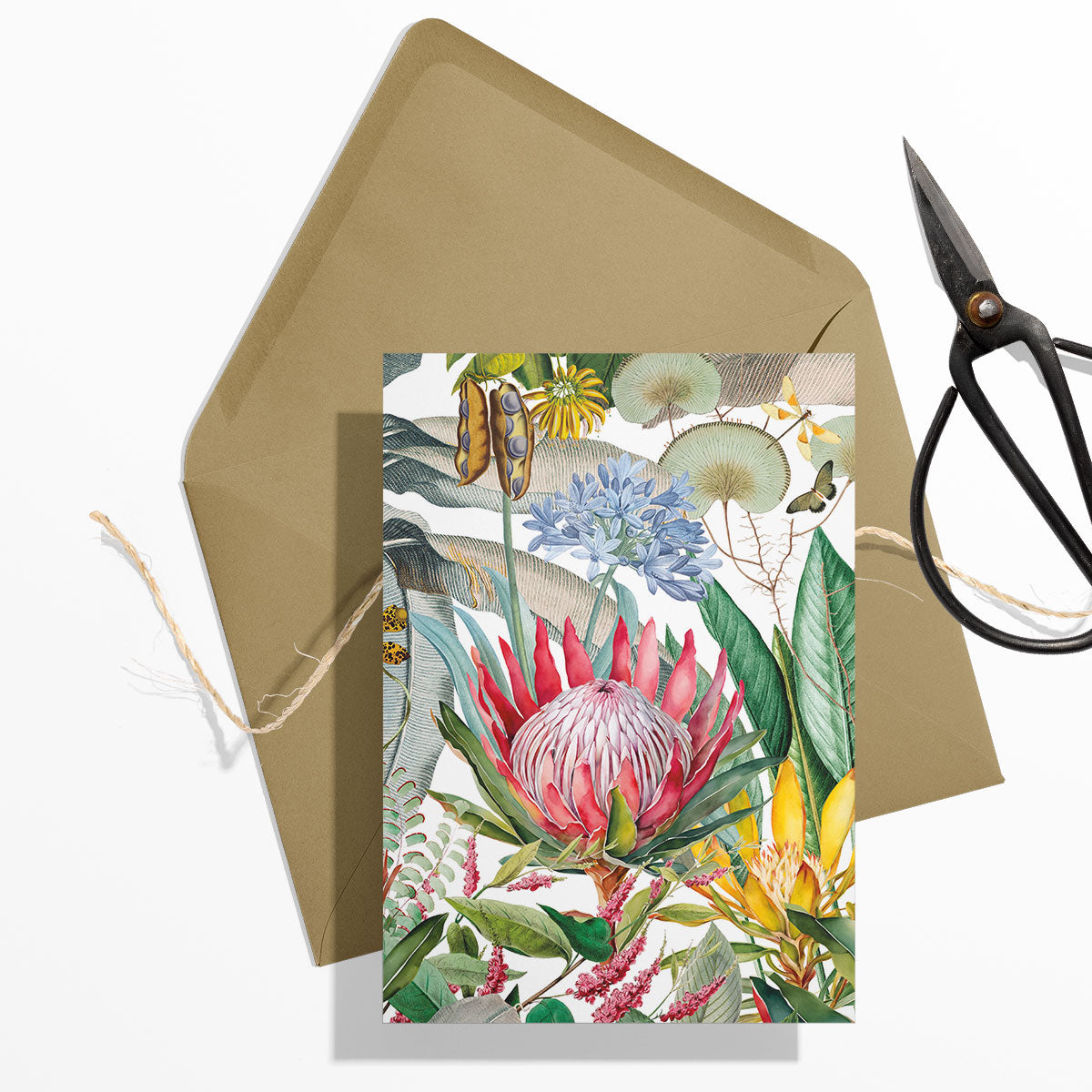 GIFT CARD SET [6] ~ Protea & the Falcon