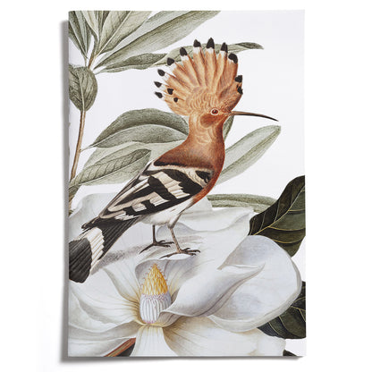 LOVELY LITTLE NOTEBOOKS [set of 2] ~ Hoopoe